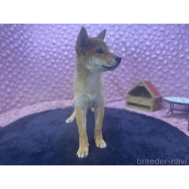 販売中の茨城県の柴犬-416130の8枚目
