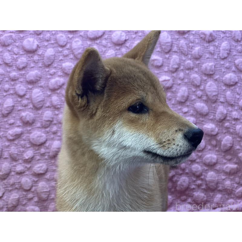 販売中の茨城県の柴犬-416130の7枚目