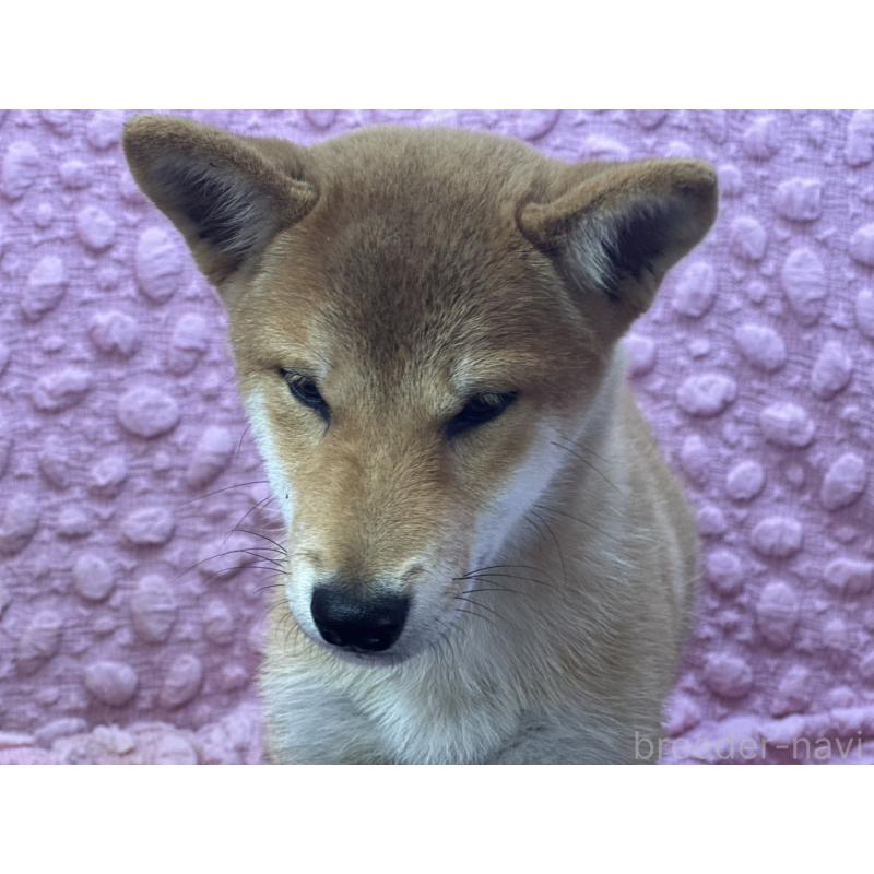 販売中の茨城県の柴犬-416130の6枚目
