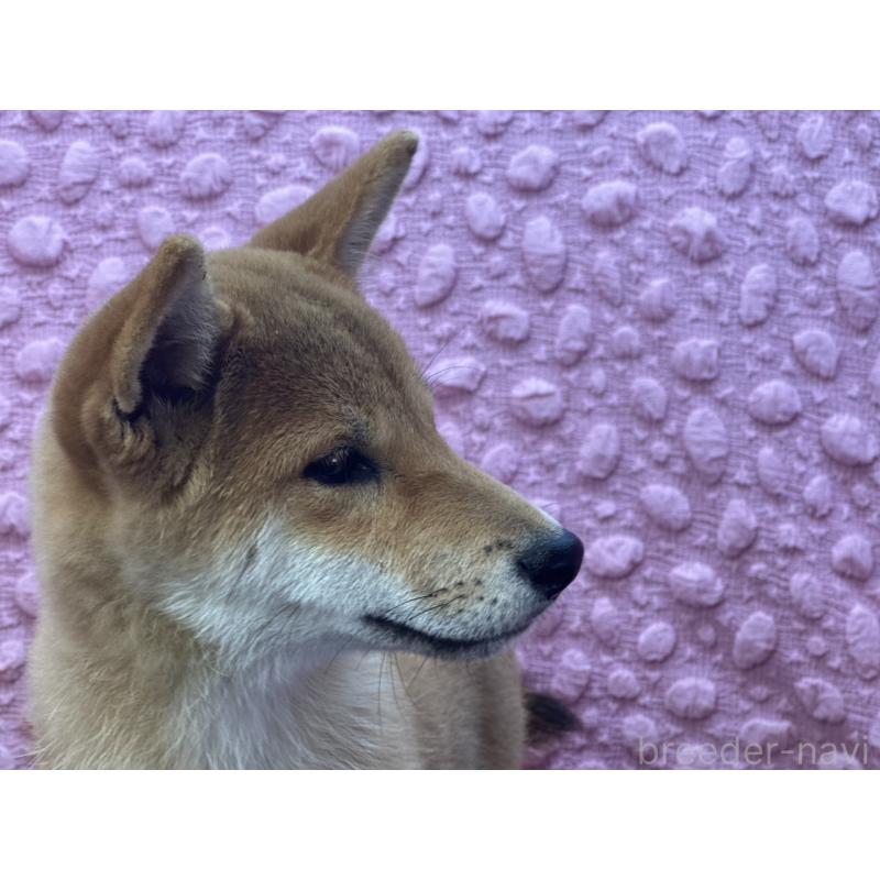 販売中の茨城県の柴犬-416130の4枚目