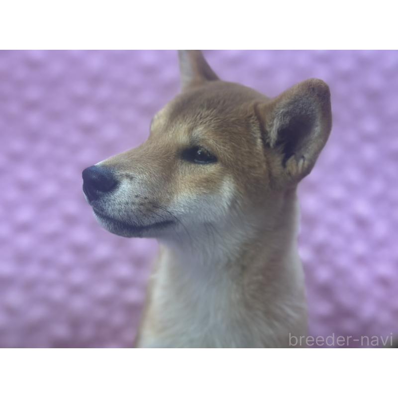 販売中の茨城県の柴犬-416130の5枚目