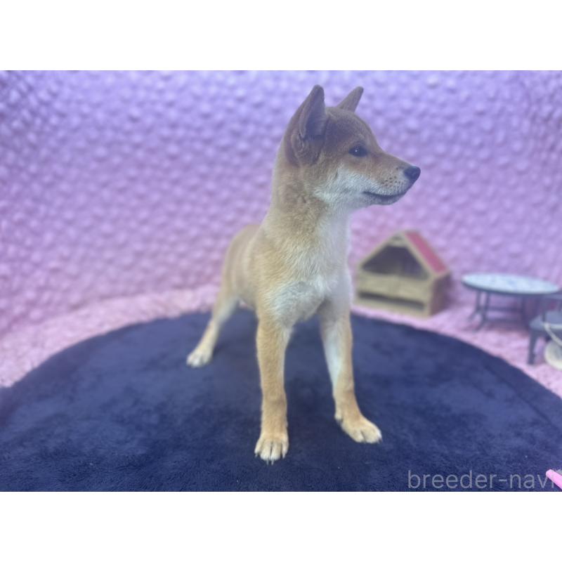 販売中の茨城県の柴犬-416130の3枚目