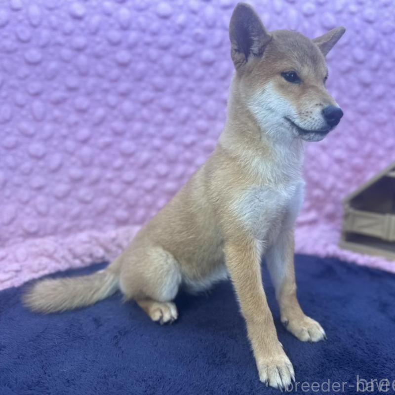 販売中の茨城県の柴犬-416130の2枚目