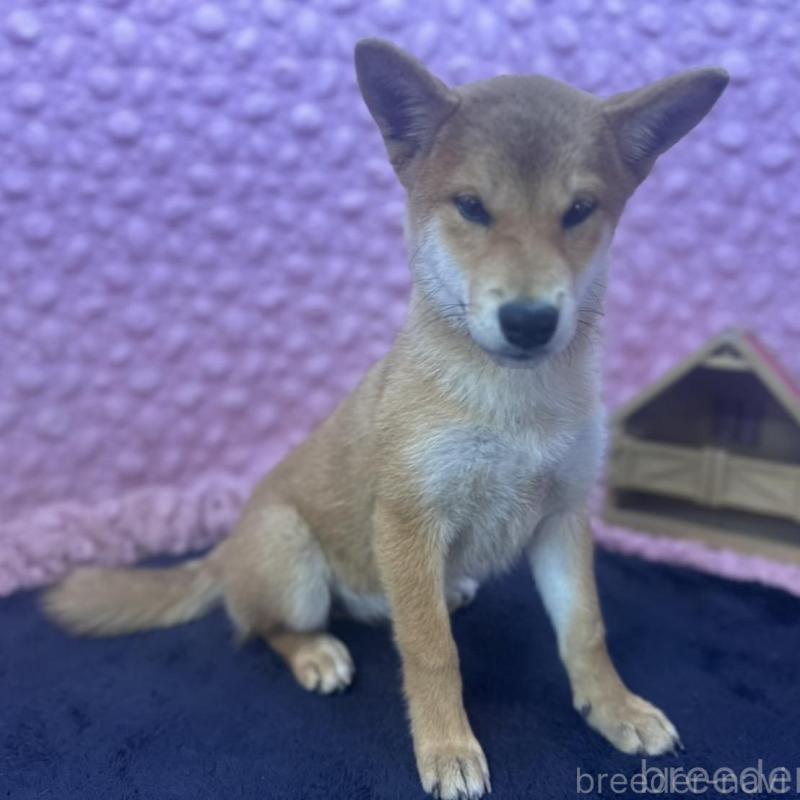 販売中の茨城県の柴犬-416130の1枚目