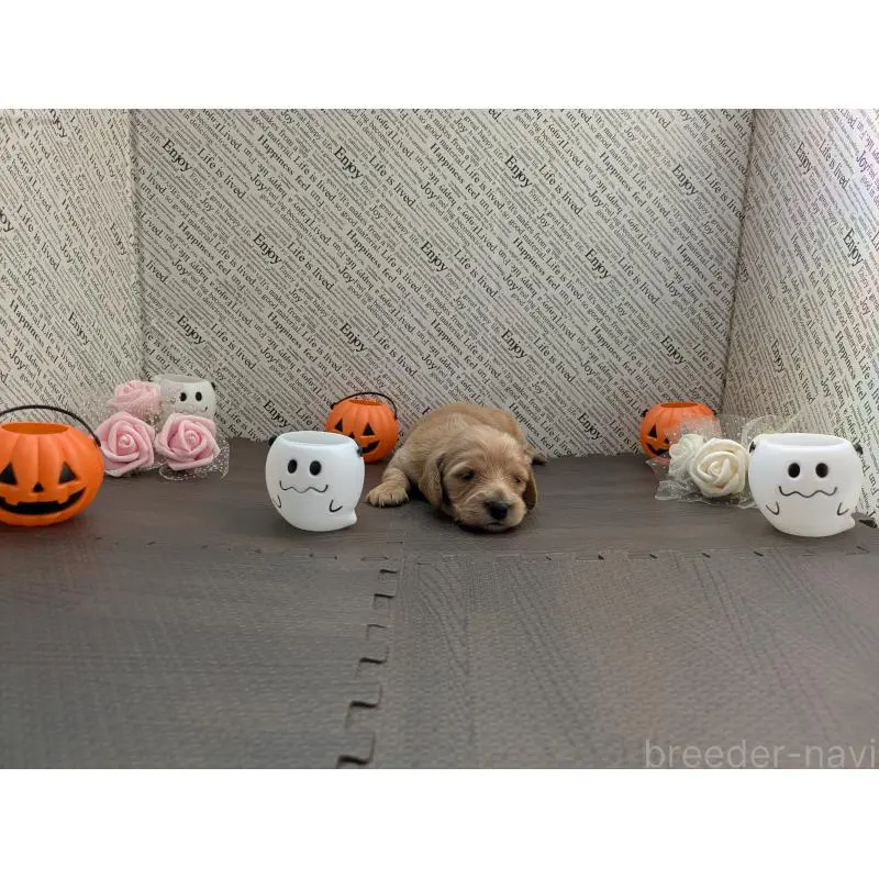 販売中の茨城県のカニンヘンダックスフンド(ロングヘアード)-416131の4枚目