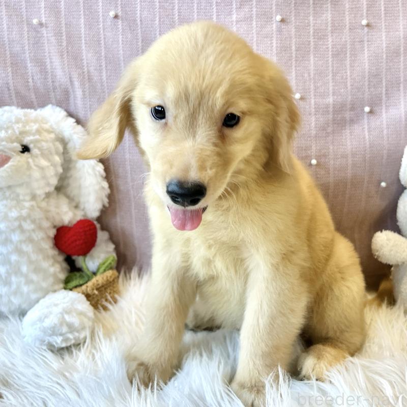 成約済の栃木県のゴールデンレトリーバー-415636の6枚目