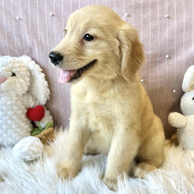 成約済の栃木県のゴールデンレトリーバー-415636の5枚目