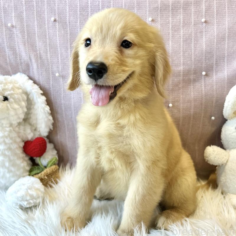 成約済ののゴールデンレトリーバー-415636