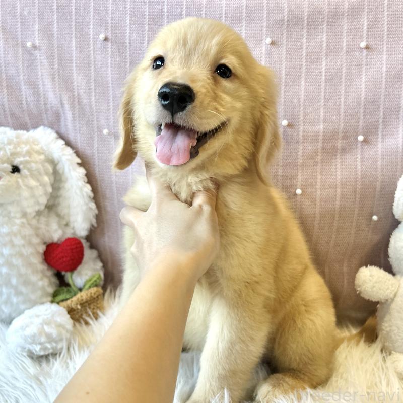 成約済の栃木県のゴールデンレトリーバー-415636の4枚目