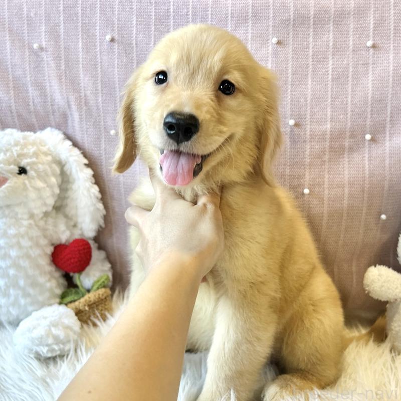 成約済の栃木県のゴールデンレトリーバー-415636の3枚目