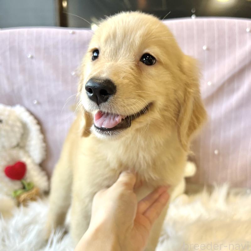 成約済の栃木県のゴールデンレトリーバー-415636の2枚目