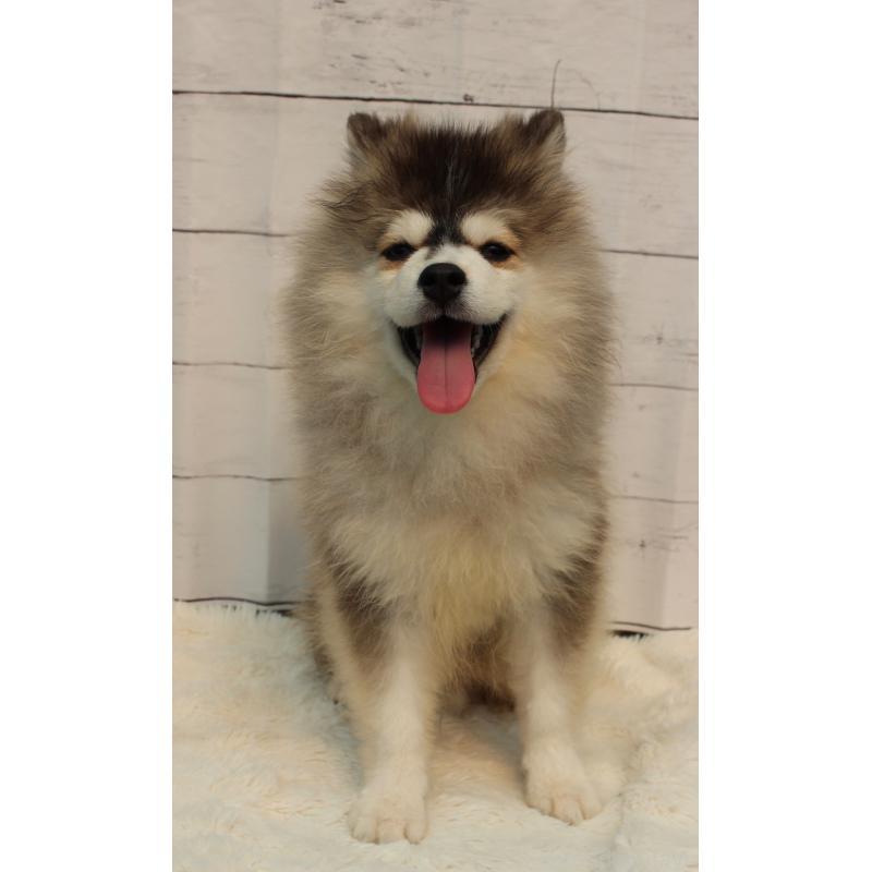 販売中の神奈川県のミックス犬-416137の3枚目