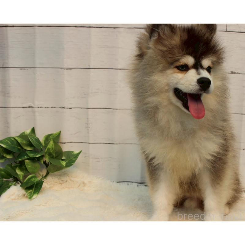 販売中の神奈川県のミックス犬-416137の2枚目