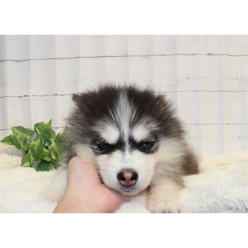 販売中の神奈川県のミックス犬-416140の2枚目