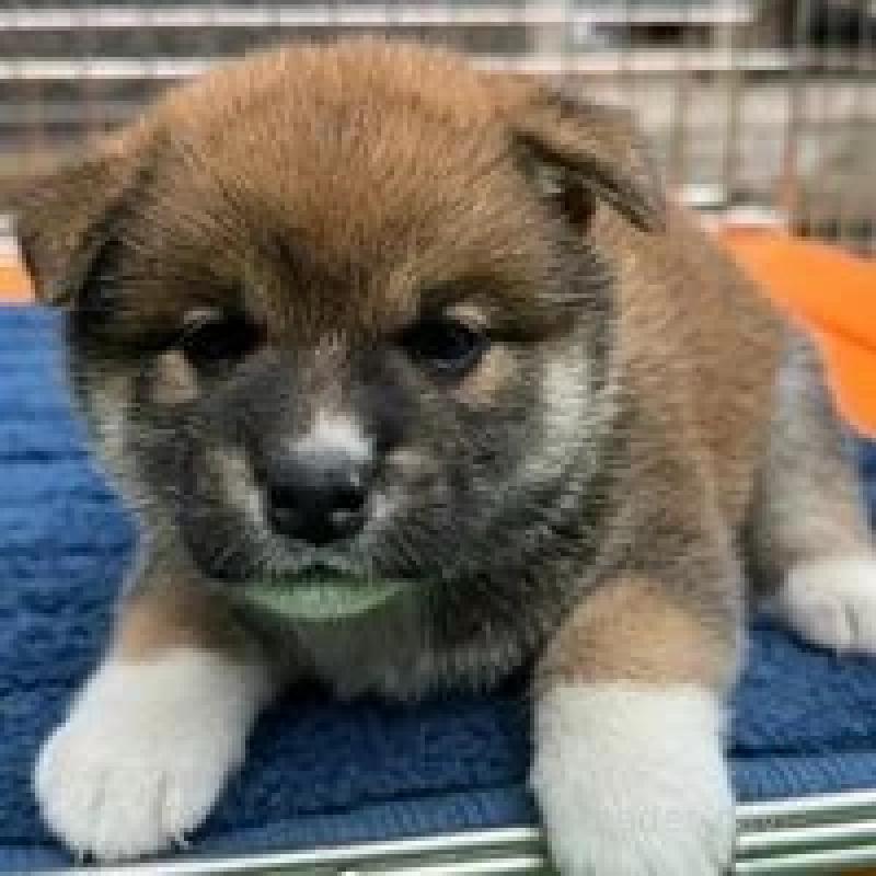 販売中の熊本県の柴犬-416139の5枚目
