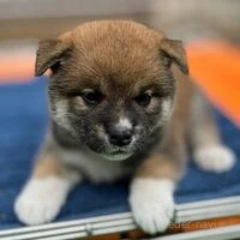 販売中の熊本県の柴犬-416139の4枚目