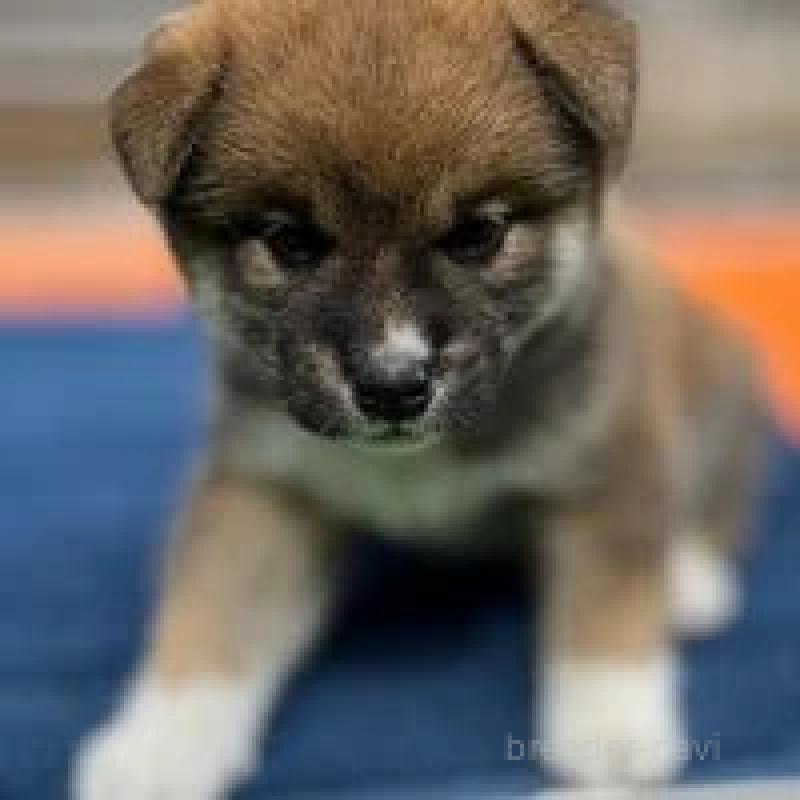 販売中の熊本県の柴犬-416139の3枚目