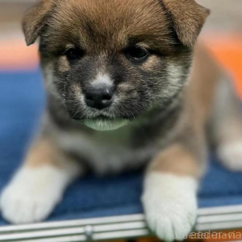 販売中の熊本県の柴犬-416139の1枚目