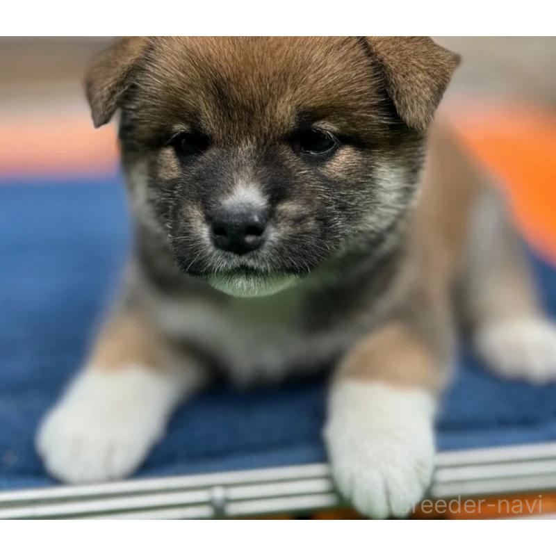販売中の熊本県の柴犬-416139の2枚目