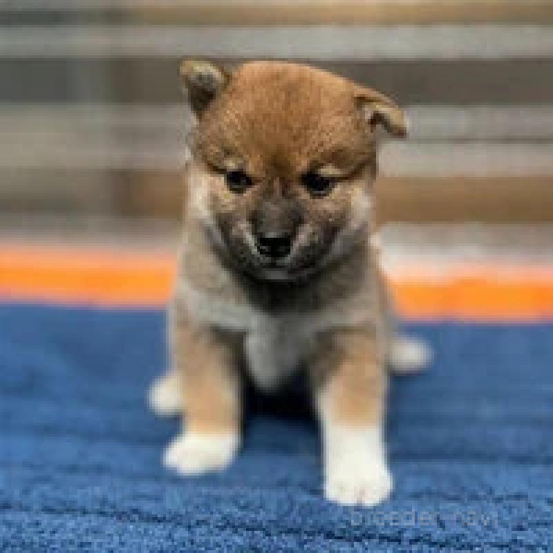 販売中の熊本県の柴犬-416141の3枚目