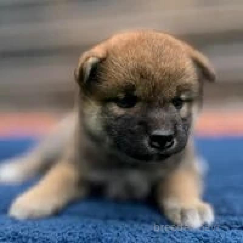 販売中の熊本県の柴犬-416141の2枚目
