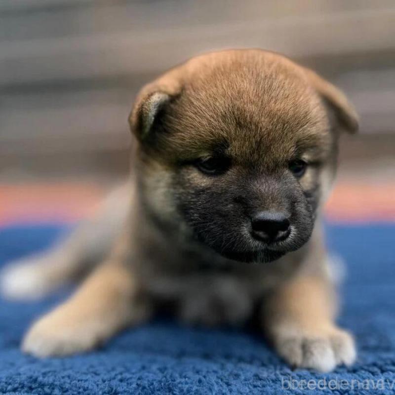 販売中の熊本県の柴犬-416141