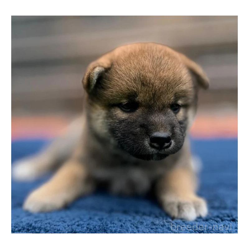 販売中の熊本県の柴犬-416142の4枚目