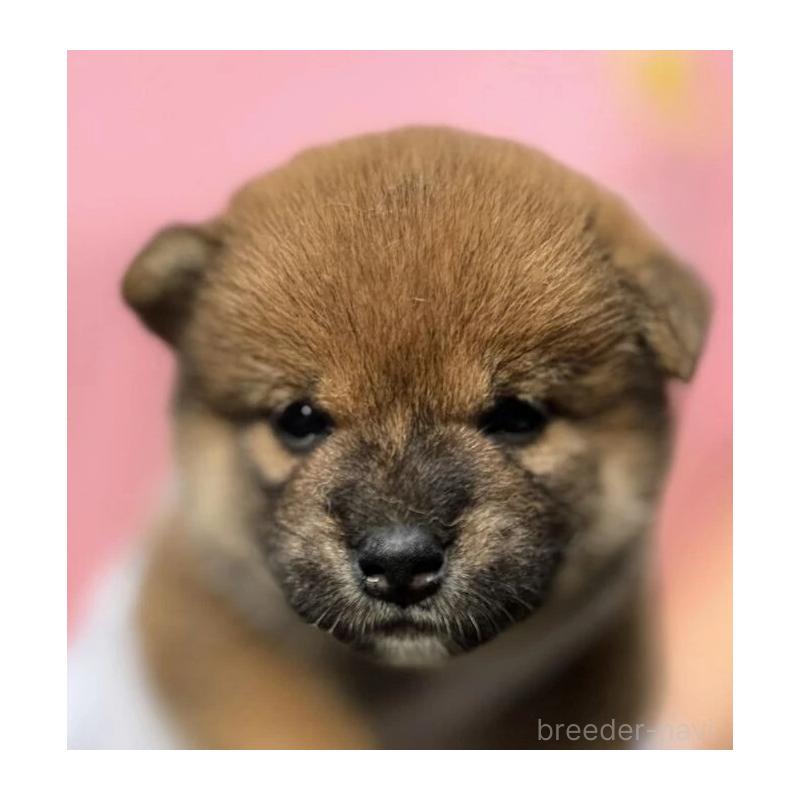 販売中の熊本県の柴犬-416142の3枚目