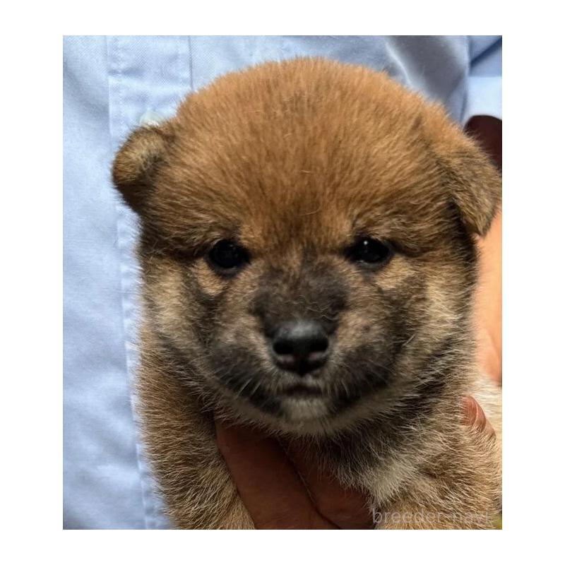 販売中の熊本県の柴犬-416142の2枚目