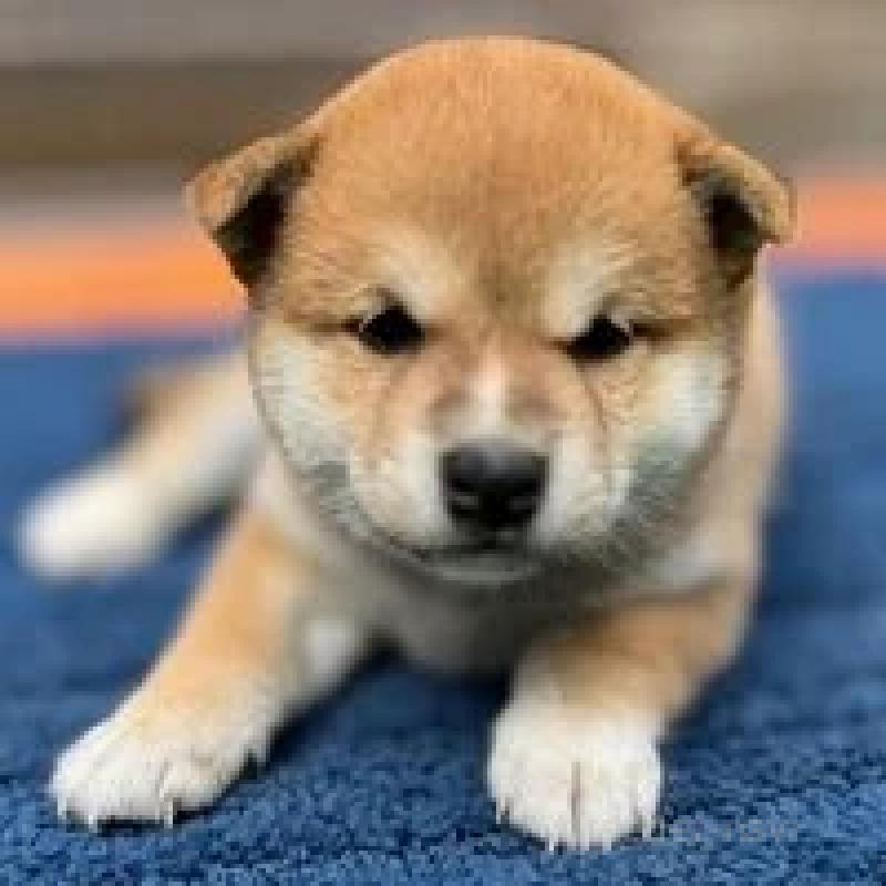 販売中の熊本県の柴犬-416144の3枚目