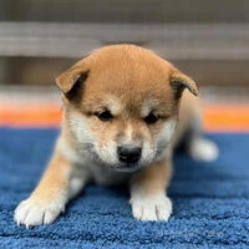 販売中の熊本県の柴犬-416144の2枚目