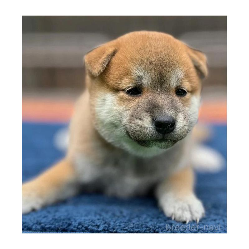 販売中の熊本県の柴犬-416145の3枚目