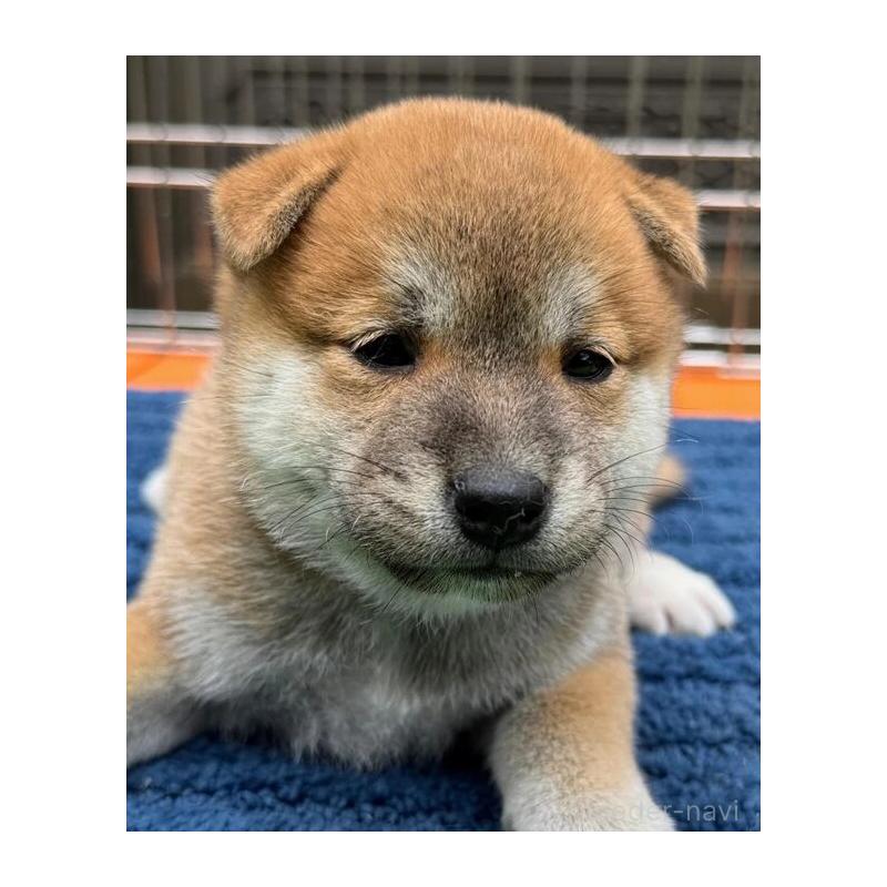 販売中の熊本県の柴犬-416145の2枚目