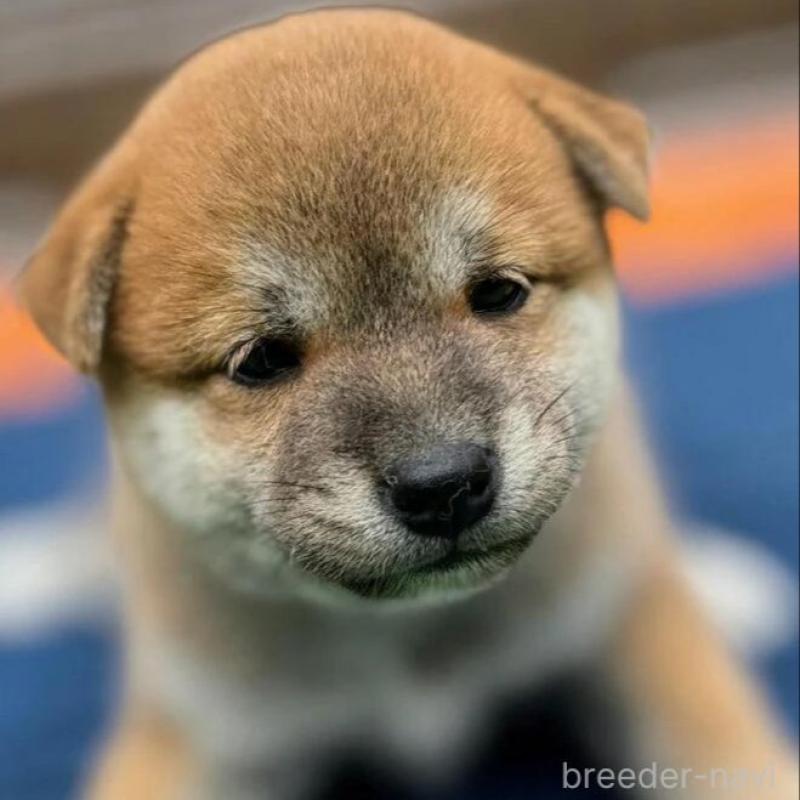 販売中の熊本県の柴犬-416145の1枚目