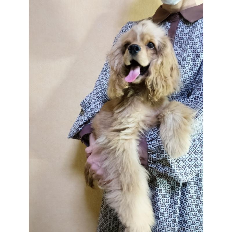 販売中の愛知県のアメリカンコッカースパニエル-385037の3枚目