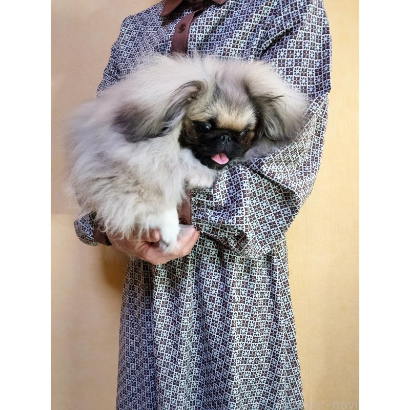 販売中の愛知県のペキニーズ-392283の3枚目