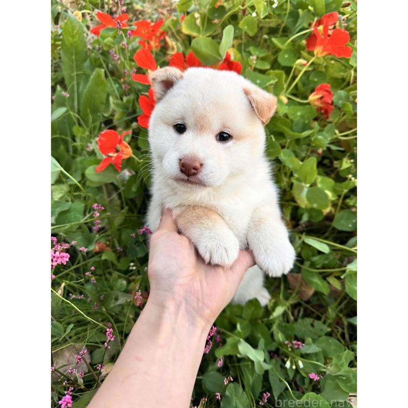 販売中の北海道の柴犬-416148の6枚目