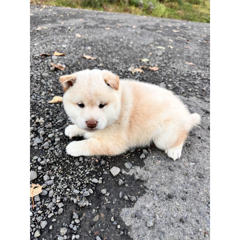 販売中の北海道の柴犬-416148の5枚目