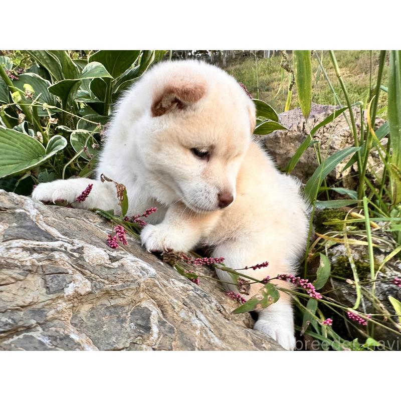 販売中の北海道の柴犬-416148の4枚目