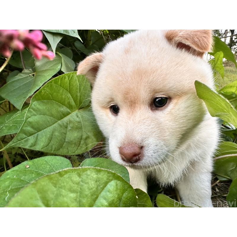 販売中の北海道の柴犬-416148の3枚目