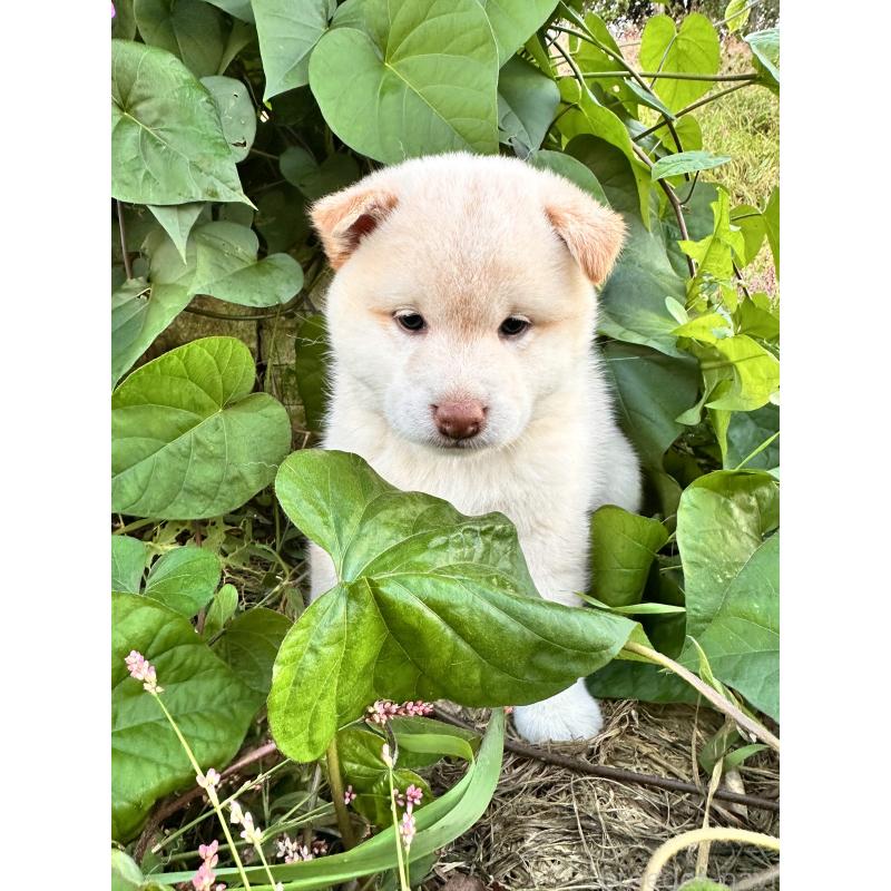 販売中の北海道の柴犬-416148の2枚目