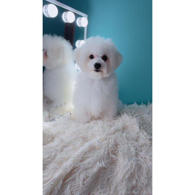 販売中の福岡県のビションフリーゼ-392426の3枚目