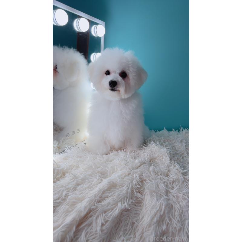 販売中の福岡県のビションフリーゼ-392426の2枚目