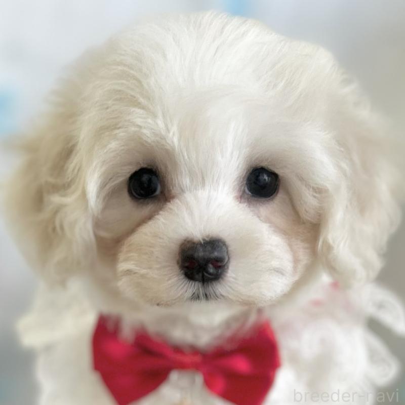 販売中の愛知県のミックス犬-416158の1枚目