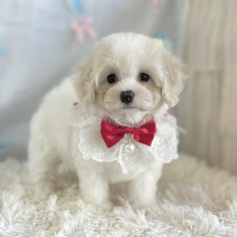 販売中の愛知県のミックス犬-416158の5枚目