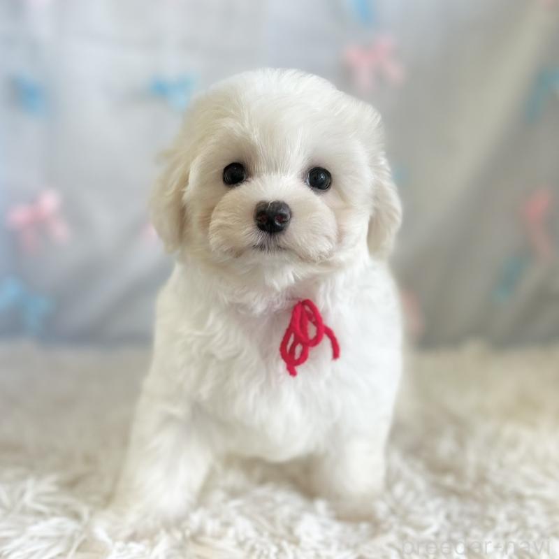 販売中の愛知県のミックス犬-416158の4枚目