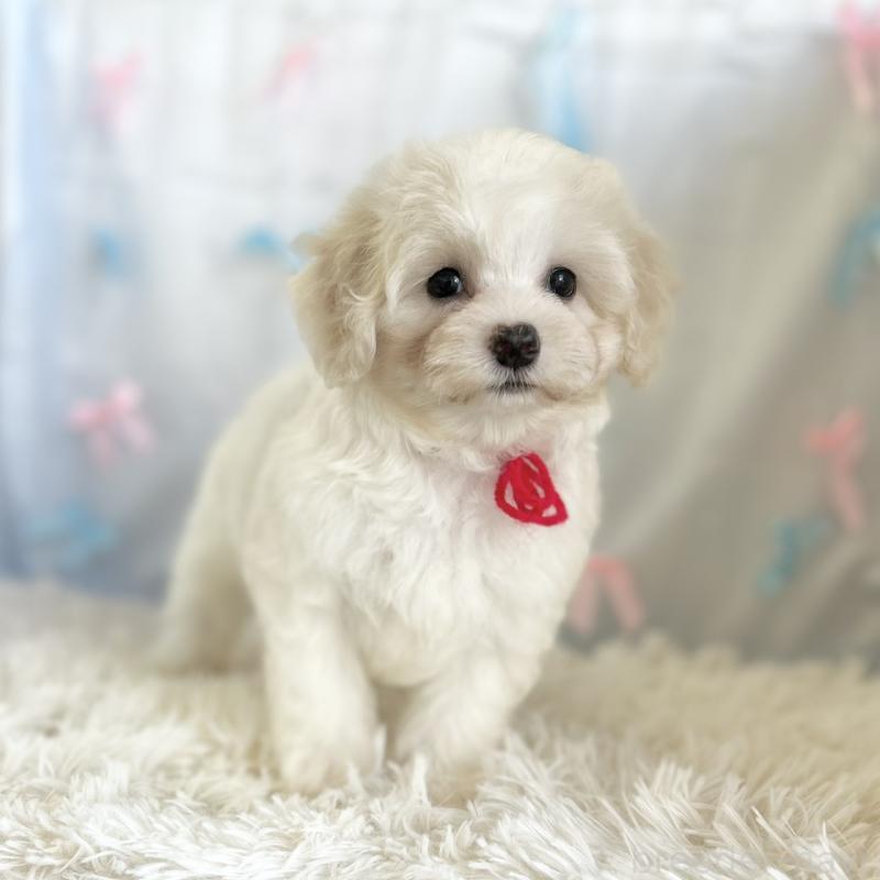 販売中の愛知県のミックス犬-416158の2枚目