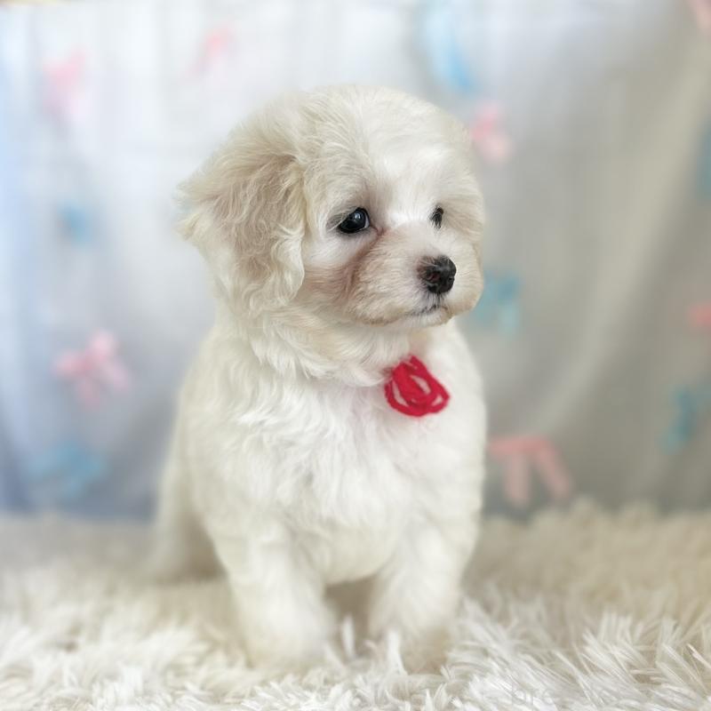 販売中の愛知県のミックス犬-416158の3枚目