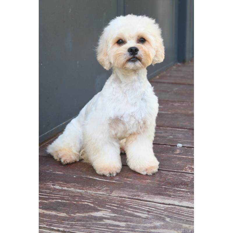 販売中の山口県のミックス犬-387247の2枚目