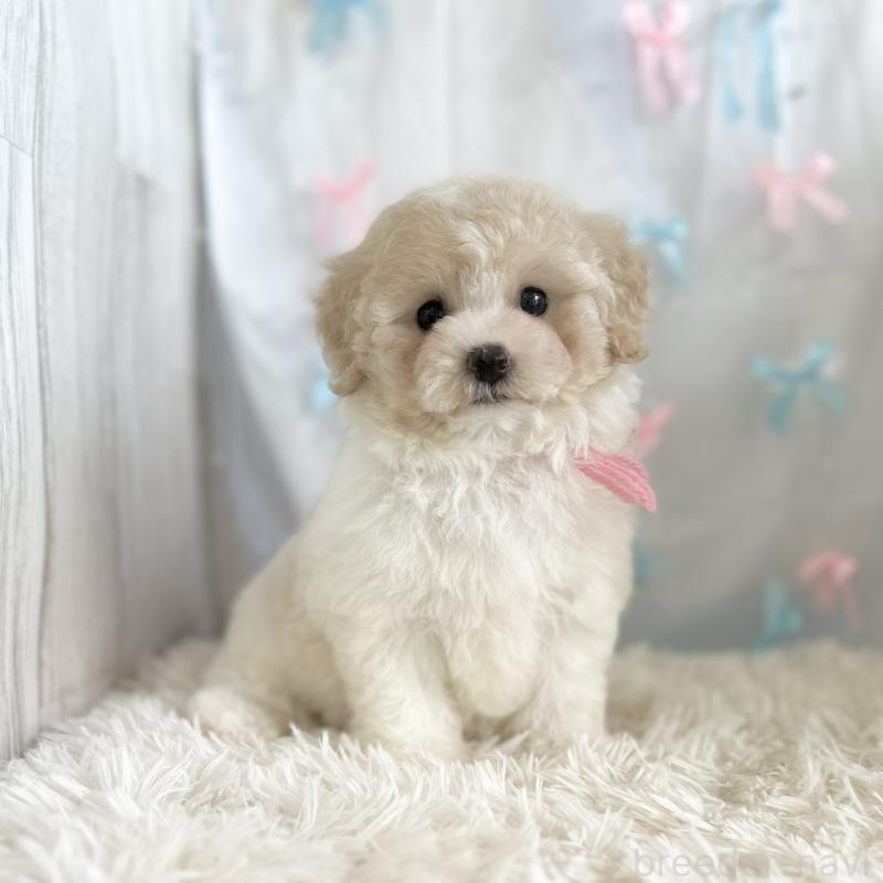 販売中の愛知県のミックス犬-416160の6枚目